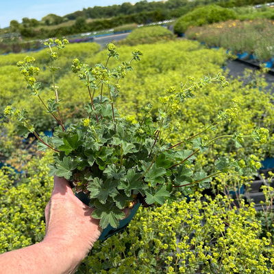 Bio Zwerg-Frauenmantel, grün-gelb, Topf 9x9 cm, 3 Pflanzen