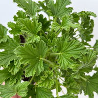 Duftgeranie 'Freshfruity® Orange Fresh', Topf-Ø 12 cm, 6 Pflanzen