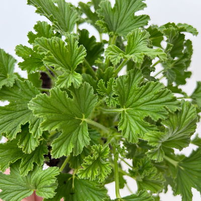 Duftgeranie 'Freshfruity® Orange Fresh', Topf-Ø 12 cm, 6 Pflanzen