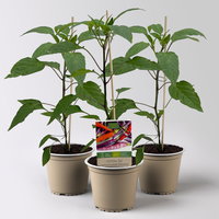 Bio Peperoni 'Diavoletto', Topf-Ø 12 cm, 3 Pflanzen
