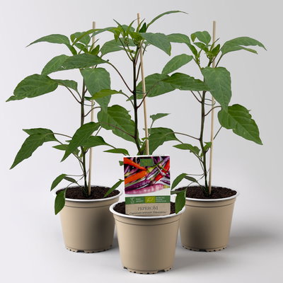 Bio Peperoni 'Diavoletto', Topf-Ø 12 cm, 3 Pflanzen