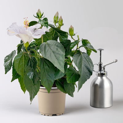 Hibiskus HibisQS® 'Cato' lavendelblau, Topf-Ø 13 cm, 2 Pflanzen Hibiskus HibisQS® 'Cato' lavendelblau, Topf-Ø 13 cm, 2 Pflanzen