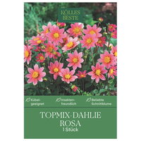 Kölles Beste Topmix-Dahlien 'Bonne Esperance' rosa, 1 Blumenknolle