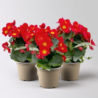 Begonie 'Sweeties® Amore' rot, Topf-Ø 12 cm, 3er-Set