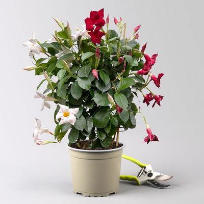 Dipladenie 'Duo' rot-weiß, Spalier, Topf-Ø 17 cm, Höhe ca. 50 cm