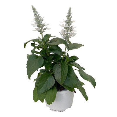 Mehliger Salbei, weiß, Topf-Ø ca. 12/13 cm, 6 Pflanzen