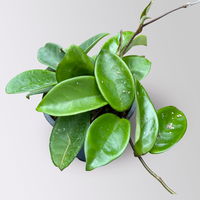 Hoya carnosa 'Green', Topf-Ø 10,5 cm, 3 Pflanzen