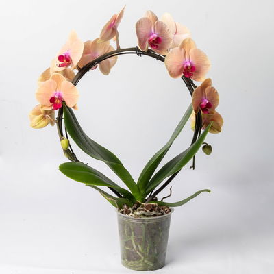Schmetterlingsorchidee, orange + rote Lippe, Bogen, Topf-Ø 12 cm, Höhe 45 cm Schmetterlingsorchidee, orange + rote Lippe, Bogen, Topf-Ø 12 cm, Höhe 45 cm