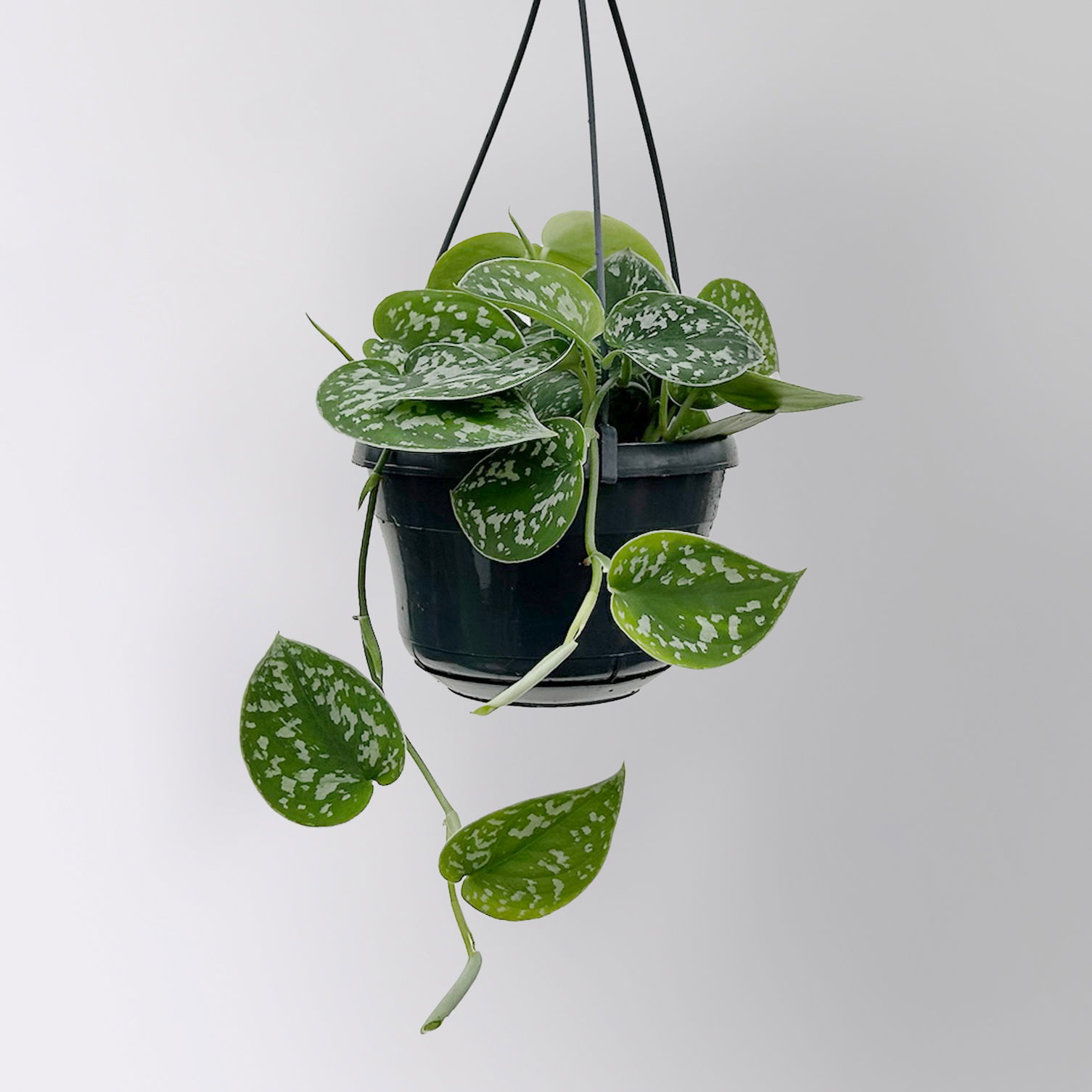 Grünpflanzen-Set Buntes-Trio, Hängeampel-Ø 15 cm, 3 Pflanzen