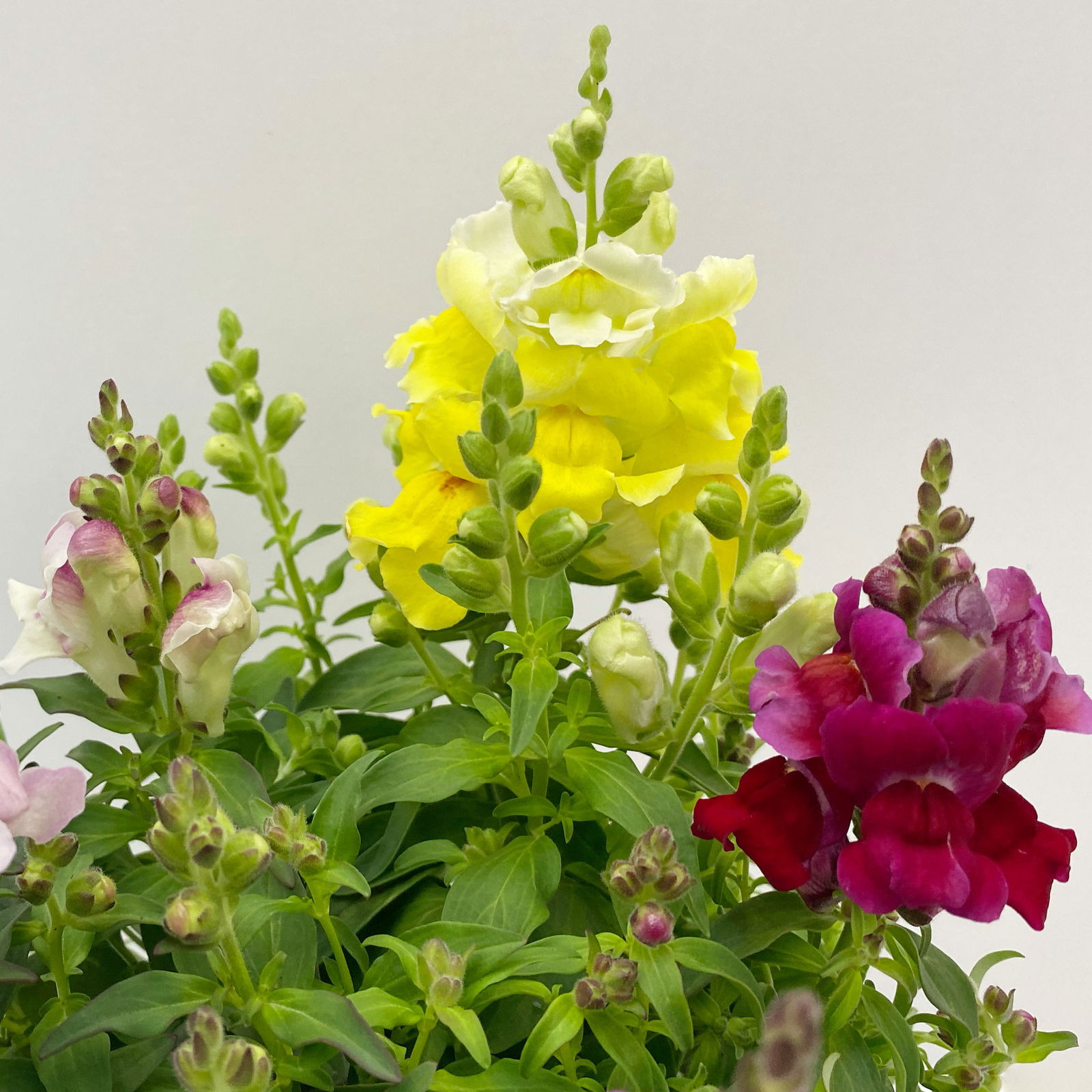 Löwenmäulchen 'Trio', bunt, Topf-Ø 13 cm, 6 Pflanzen