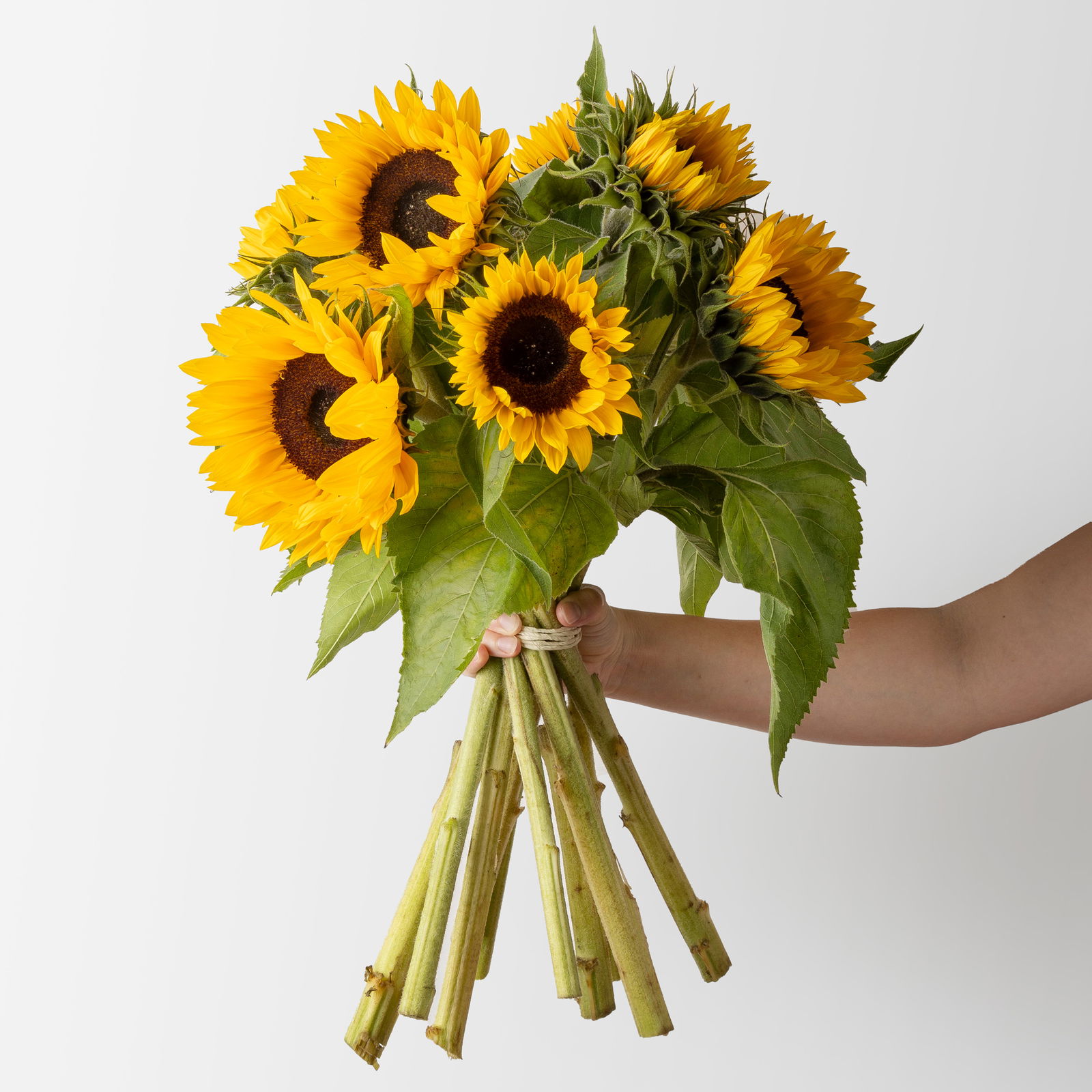 10 Sonnenblumen