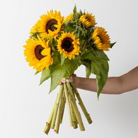 10 Sonnenblumen