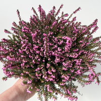Winterheide, rot, Topf-Ø 13 cm, 6 Pflanzen Winterheide, rot, Topf-Ø 13 cm, 6 Pflanzen
