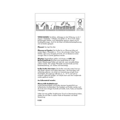 Topmix-Dahlien 'Bambino' weiß, 1 Blumenknolle