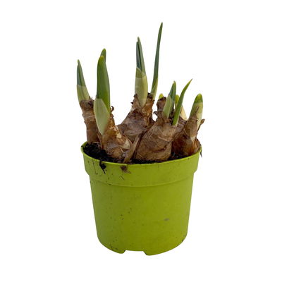 Narzisse 'Double Beauty' apricot-weiß, vorgetrieben, Topf-Ø 12 cm, 6 Pflanzen