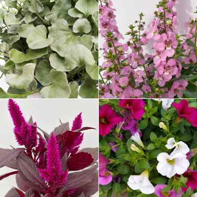Pflanzenkreation Sommerromantik, klein, 4 Pflanzen inkl. Erde und Dünger Pflanzenkreation Sommerromantik, klein, 4 Pflanzen inkl. Erde und Dünger