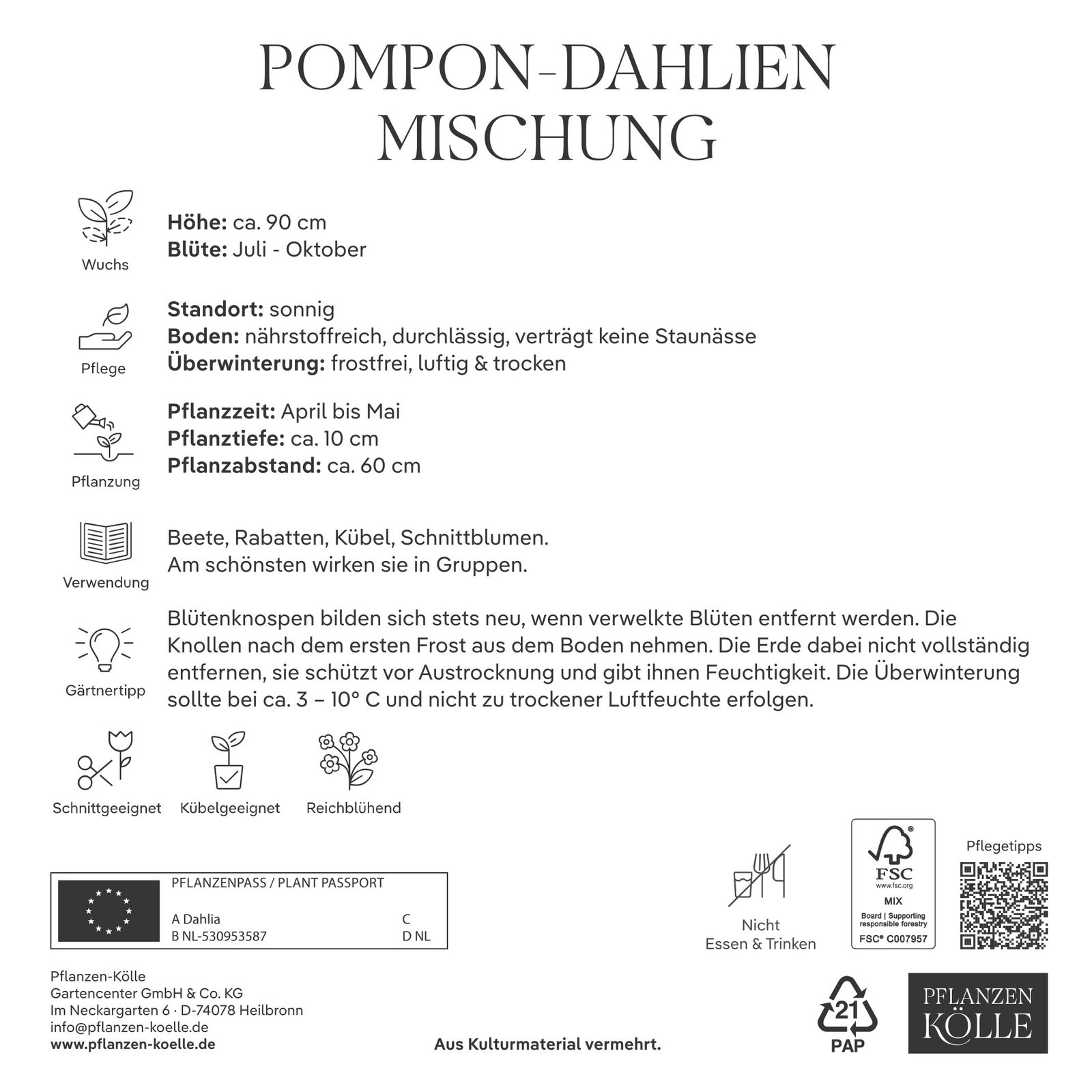 Kölles Beste Pompon-Dahlien Mischung, 3 Blumenknollen