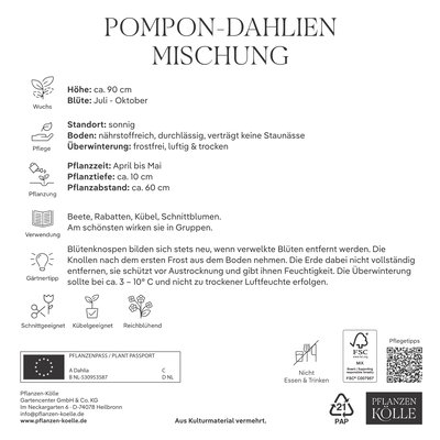 Kölles Beste Pompon-Dahlien Mischung, 3 Blumenknollen