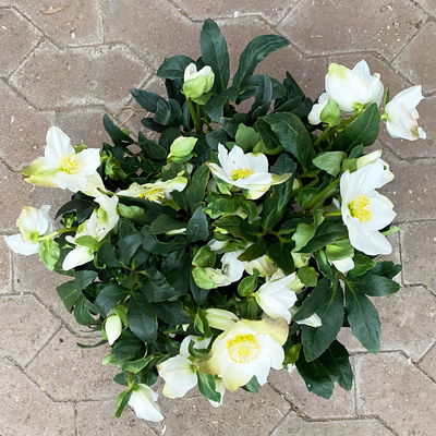 Christrose 'Wintersun' weiß, Topf-Ø 21 cm