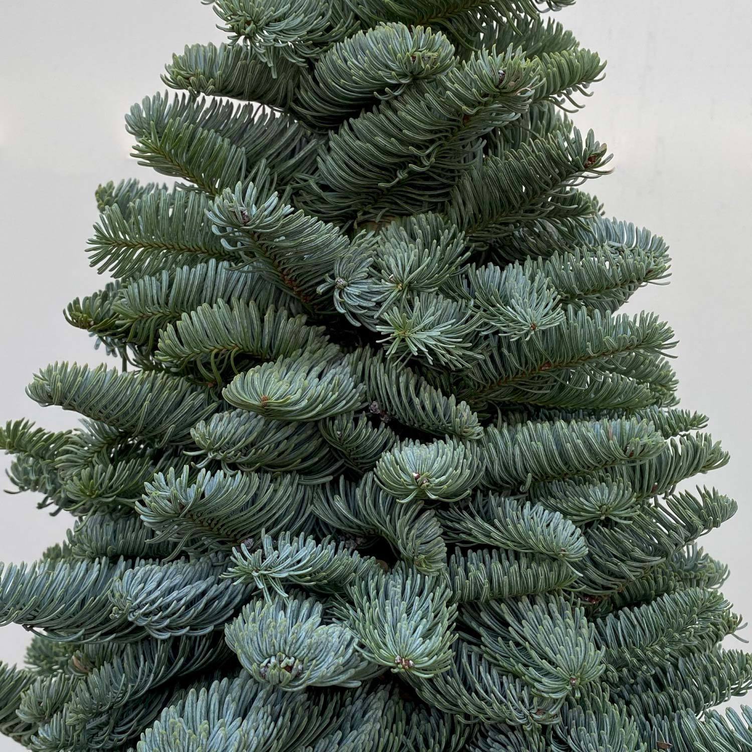 gebundener Baum aus echter Nobilistanne auf Stamm, Höhe ca. 80 cm