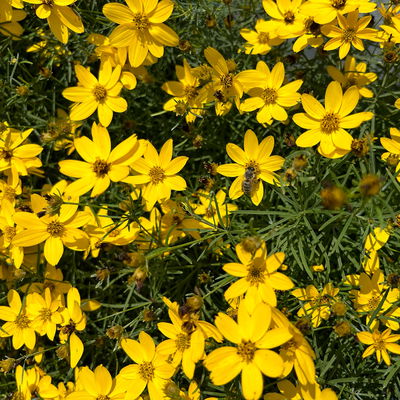 Bio Mädchenauge 'Zagreb', goldgelb, Top 11x11 cm, 3 Pflanzen Bio Mädchenauge 'Zagreb', goldgelb, Top 11x11 cm, 3 Pflanzen