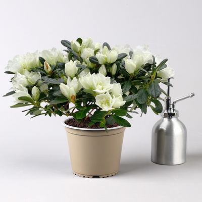 Azalee Hortinno® 'Christine Belli', weiß, Topf-Ø 13 cm, H. ca. 25 cm, 3 Pflanzen