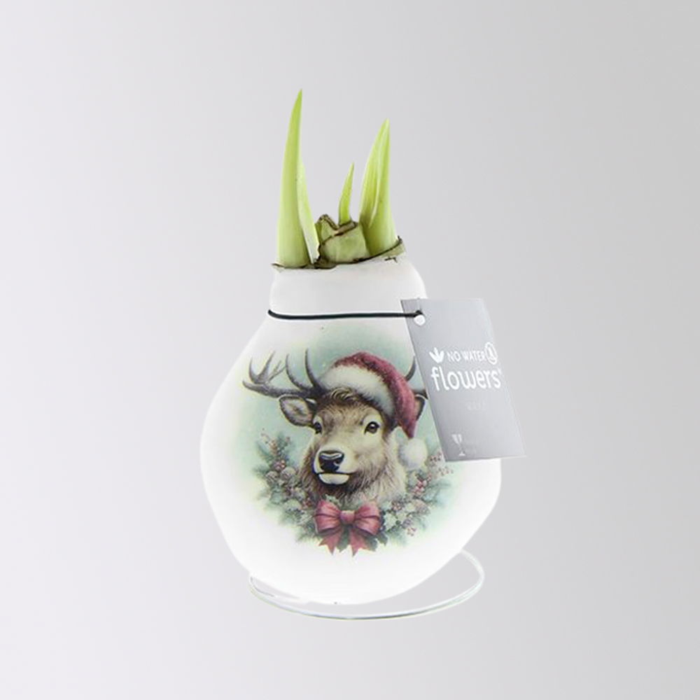Amaryllis in Wachs, Dekor 'Santa & Friends' nach Verfügbarkeit, Blüte rot