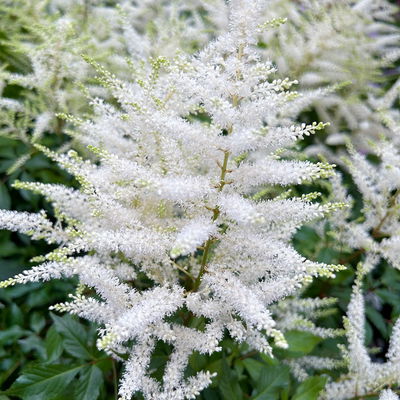 Bio Prachtspiere weiß, Topf 11x11 cm, 3 Pflanzen Bio Prachtspiere weiß, Topf 11x11 cm, 3 Pflanzen