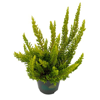 Besenheide SKYLINE®, Mischung zufällig, Topf-Ø 6,5 cm, 12 Pflanzen Besenheide SKYLINE®, Mischung zufällig, Topf-Ø 6,5 cm, 12 Pflanzen