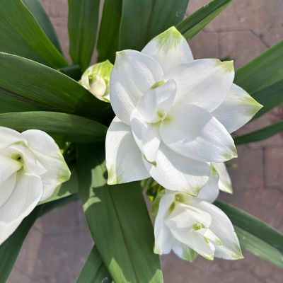 Kurkuma Pflanze, weiß, Topf-Ø 14 cm, 2 Pflanzen