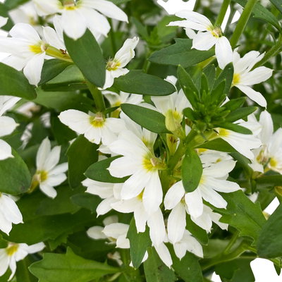 Fächerblume, weiß, Topf-Ø ca. 12 cm, 6 Pflanzen Fächerblume, weiß, Topf-Ø ca. 12 cm, 6 Pflanzen