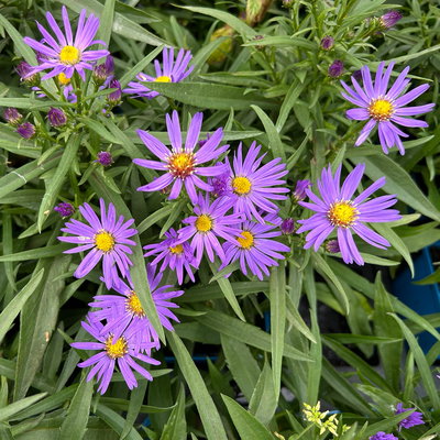 Bio Kissenaster 'Blauer Gletscher', violettblau, Topf 11x11 cm, 3 Pflanzen Bio Kissenaster 'Blauer Gletscher', violettblau, Topf 11x11 cm, 3 Pflanzen