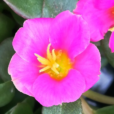 Portulakröschen 'Trio', dreifarbig, Topf-Ø 12 cm, 6 Pflanzen Portulakröschen 'Trio', dreifarbig, Topf-Ø 12 cm, 6 Pflanzen