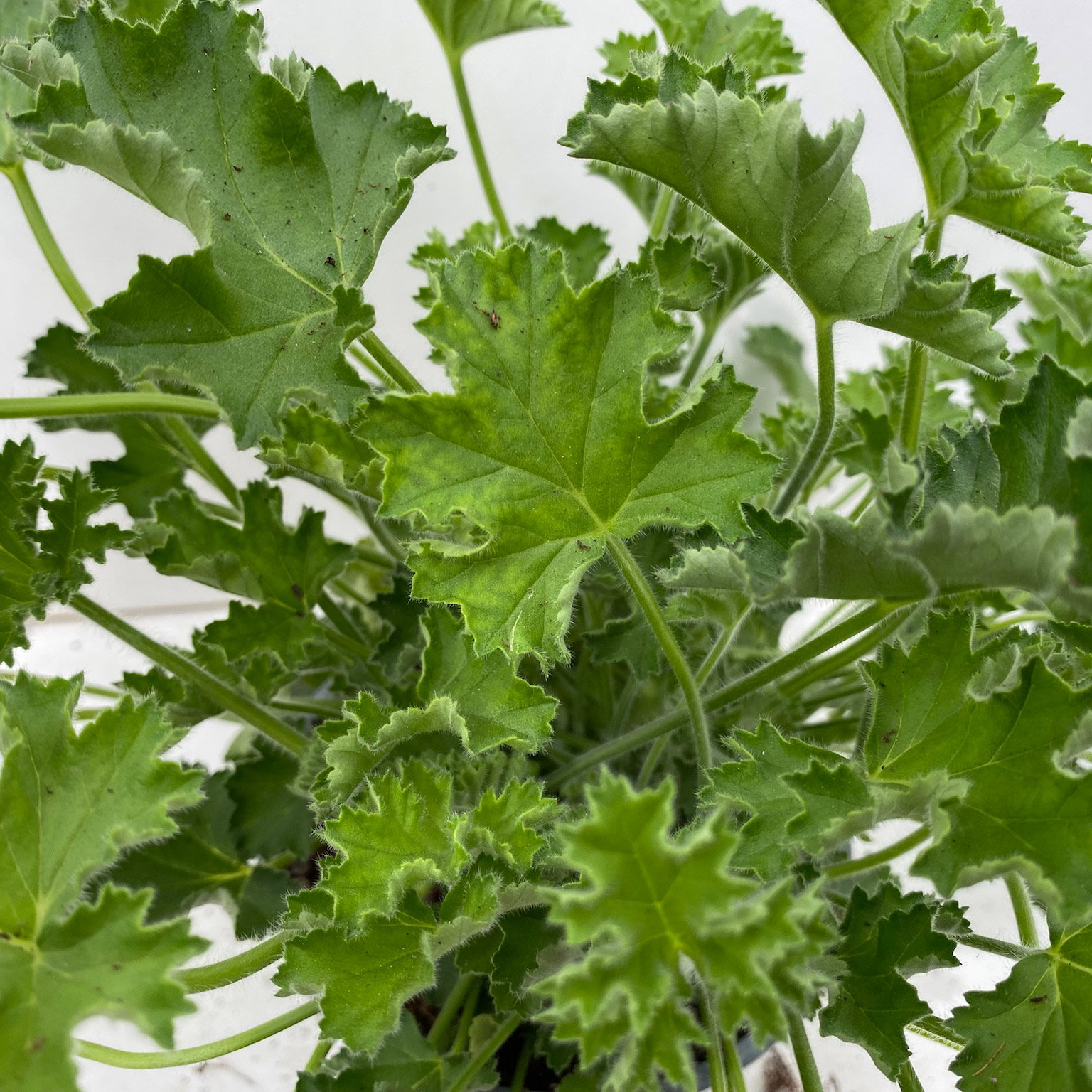 Pflanzenkreation 'Duft', 12 Pflanzen inkl. Erde und Dünger