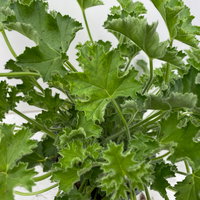 Pflanzenkreation 'Duft', 12 Pflanzen inkl. Erde und Dünger