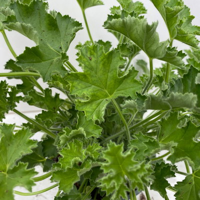 Pflanzenkreation 'Duft', 12 Pflanzen inkl. Erde und Dünger