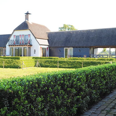 Stechpalme 'Impala®', Höhe 50-60 cm, Topf 5 Liter, 50 Pflanzen