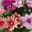 Chrysantheme Trio 'Sweet Melange', apricot-rosa-lila, Topf-Ø 12cm, 6er-Set
