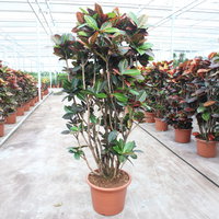 Wunderstrauch 'Petra', Topf-Ø 45, Höhe ca. 200 cm