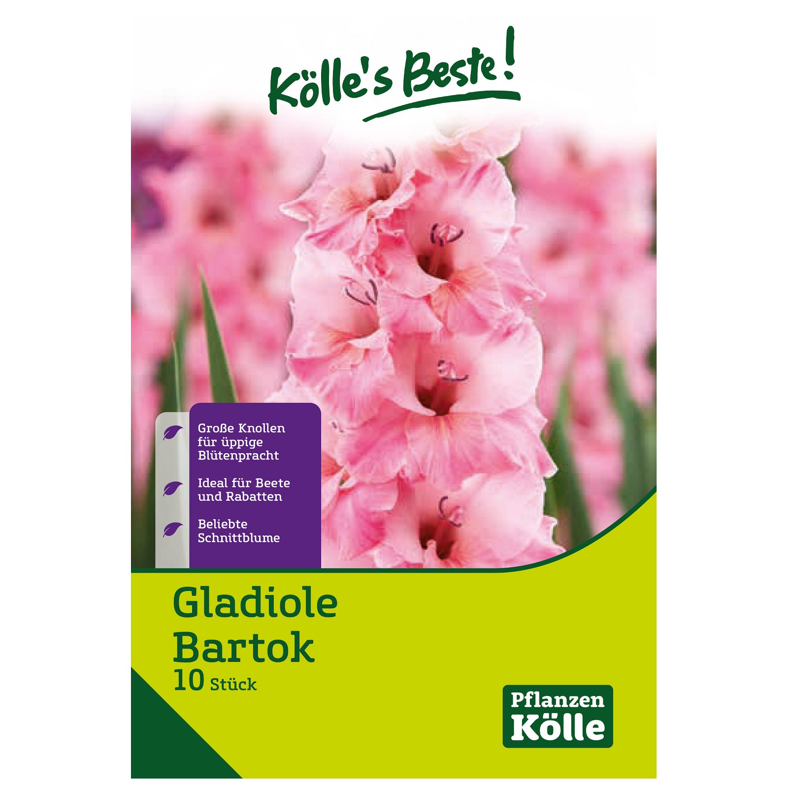Gladiole 'Bartok', rosa, 10 Blumenknollen