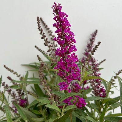 Schmetterlingsflieder 'Butterfly Tower'(S), magenta, Höhe ca. 30cm, 5 Liter Topf Schmetterlingsflieder 'Butterfly Tower'(S), magenta, Höhe ca. 30cm, 5 Liter Topf