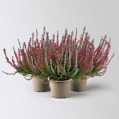 Caluna 'Lönneby' Twin, 'Fluffy' & rot, Topf-Ø 13 cm, 3 Pflanzen