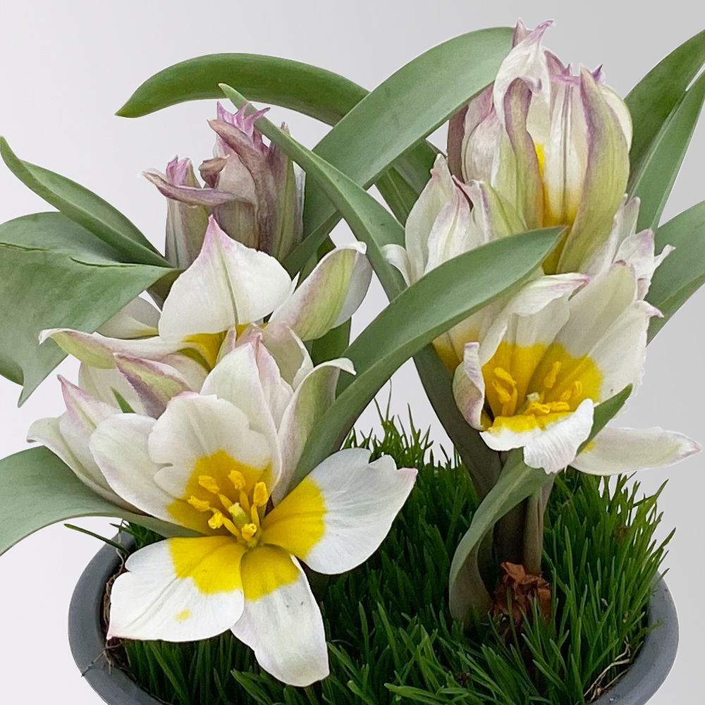 Wildtulpe, weiß, einfach blühend, mit Gras, Topf -Ø 9 cm, 4 Pflanzen