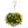 Hornveilchen im Ampeltopf, Farbe zufällig, Ampel-Ø ca. 27 cm
