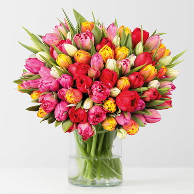 50 gefüllte Tulpen, bunt 50 gefüllte Tulpen, bunt