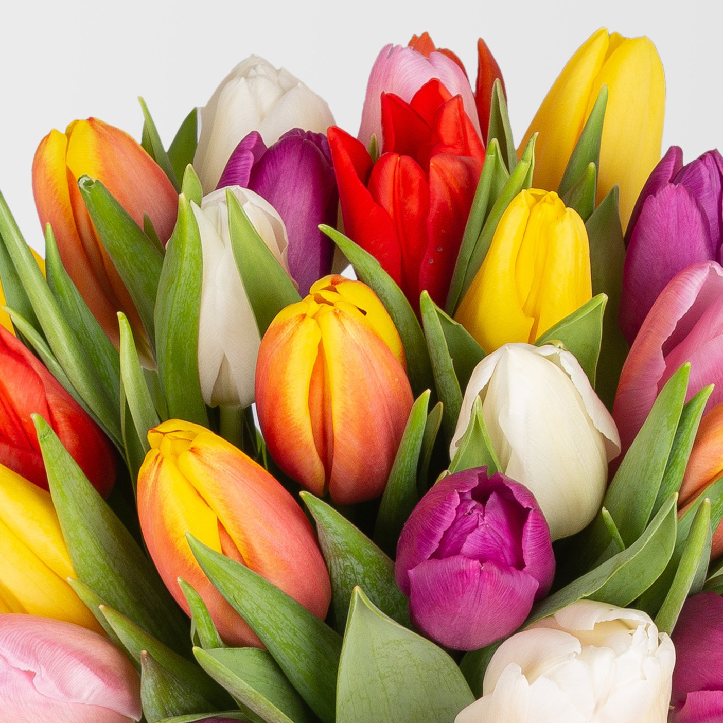 Blumenbund mit Tulpen, 30er-Bund, bunt, einfachblühend, inkl. gratis Grußkarte