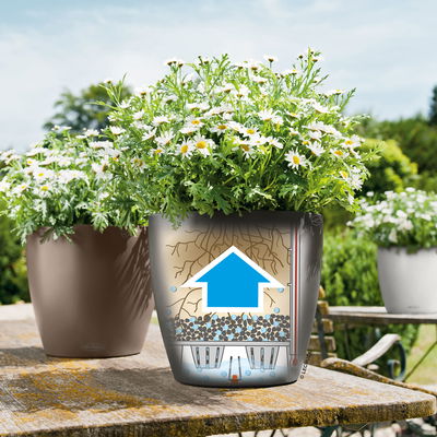 Lechuza 'Classico Color 18', muskat, ca. Ø 19 x H 17 cm