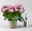 Kalanchoe 'Queen'®, rosa, Topf-Ø 14 cm, 3 Pflanzen
