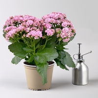 Kalanchoe 'Queen'®, rosa, Topf-Ø 14 cm, 3 Pflanzen