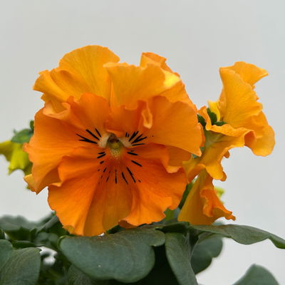 Stiefmütterchen Frizzle Sizzle®, orange, gewellt, Topf-Ø 13 cm, 6 Pflanzen Stiefmütterchen Frizzle Sizzle®, orange, gewellt, Topf-Ø 13 cm, 6 Pflanzen